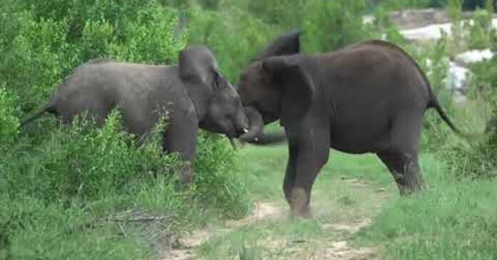 safari-guide-new-year-video-message safari-guide-new-year-video-message