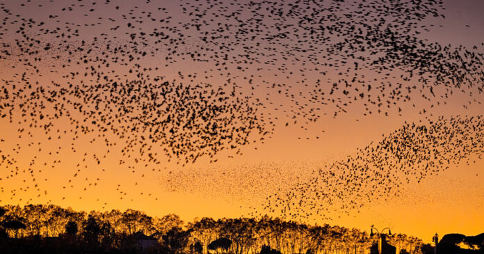 starlings-rome-fireworks-iStock-1080780938-th Fireworks Blamed for Killing Hundreds of Birds in Rome