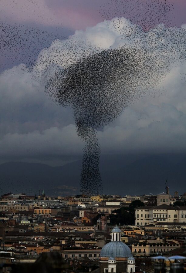 Starlings in Rome