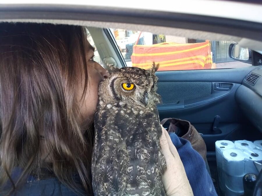 Owl rescue Oudtshoorn