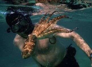 My Octopus Teacher Oscars shortlist