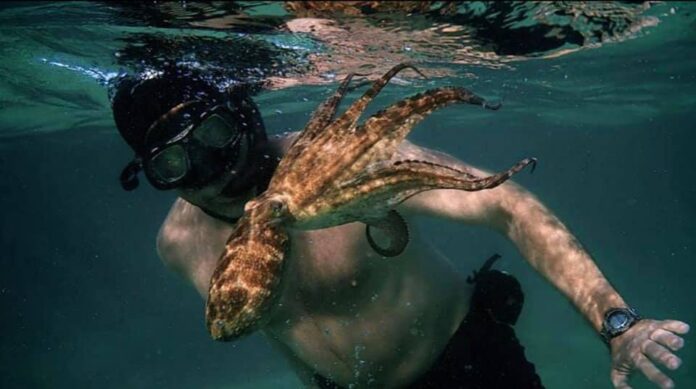 My Octopus Teacher My Octopus Teacher Oscars shortlist