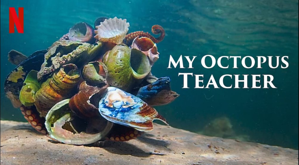my teacher the octopus my teacher the octopus