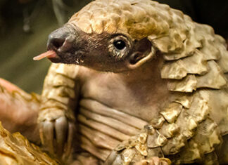 Pangolin Ward in South Africa, Investec
