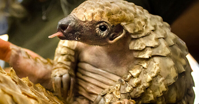 Pangolin-Investec-Dedicated-Ward Pangolin Ward in South Africa, Investec