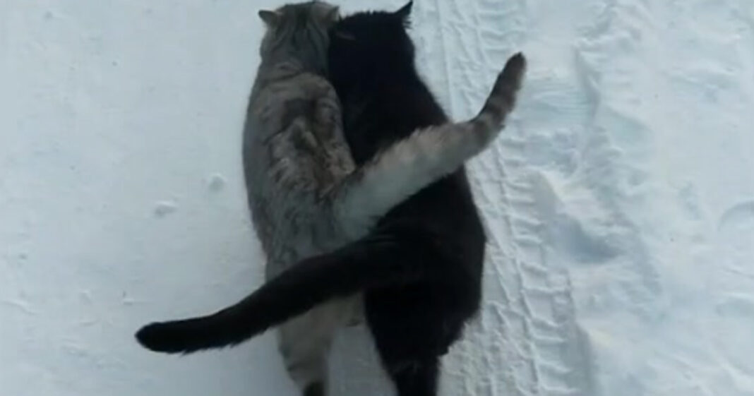 WATCH Happy Cats Walk Together In The Snow Original SAPeople