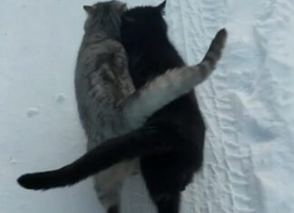 happy-cats-walk-together-snow-th