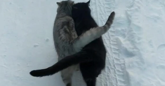 happy-cats-walk-together-snow-th happy-cats-walk-together-snow-th