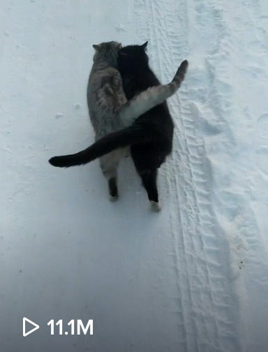 happy-cats-walk-together-snow
