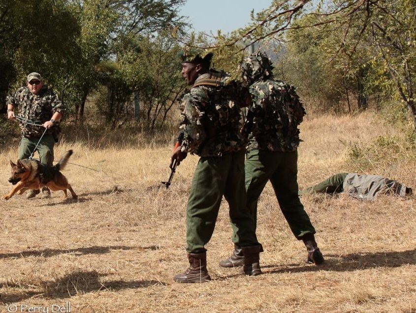lion attack pilanesberg ranger 2