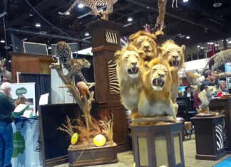 A four-lion taxidermy at the Safari Club International's 2020 annual convention in Reno, Nevada.