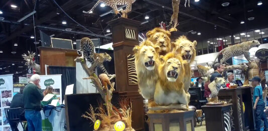 A four-lion taxidermy at the Safari Club International's 2020 annual convention in Reno, Nevada.