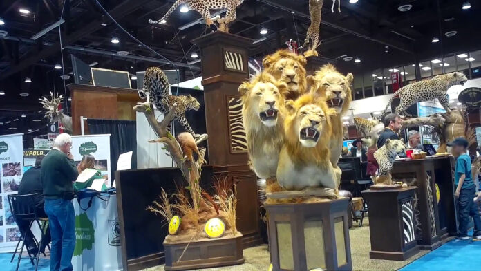 SCI Convention Investigation 2020 A four-lion taxidermy at the Safari Club International's 2020 annual convention in Reno, Nevada.