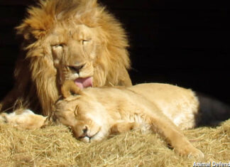 Love Story of 2 Lions Who Survived the Circus