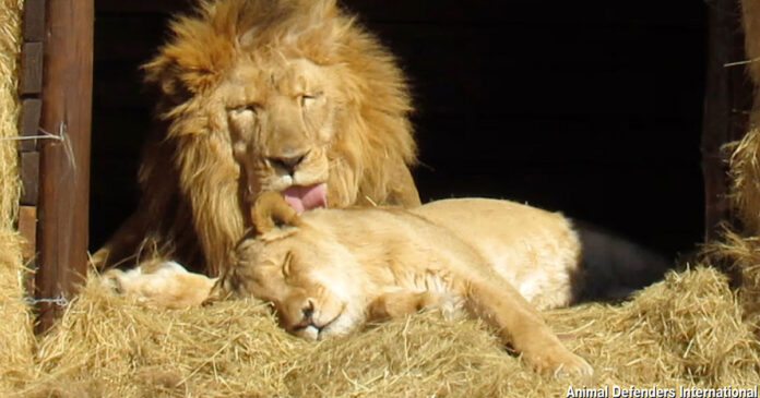 lion-love-story-tarzan-and-tanya Love Story of 2 Lions Who Survived the Circus