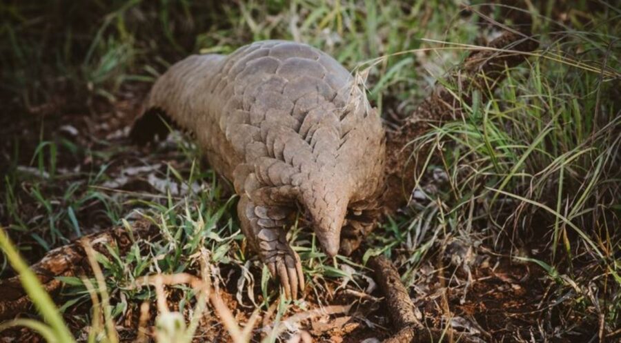 pangolin
