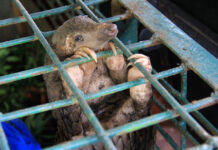 Banning wildlife in traditional medicines is the only way to save the pangolin, says World Animal Protection. Photos supplied.