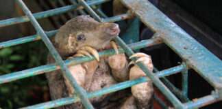 Banning wildlife in traditional medicines is the only way to save the pangolin, says World Animal Protection. Photos supplied.