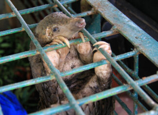 Banning wildlife in traditional medicines is the only way to save the pangolin, says World Animal Protection. Photos supplied.
