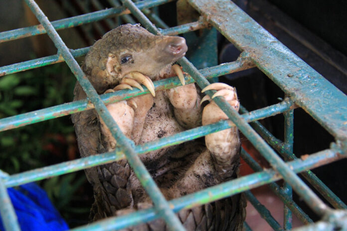 pangolin cage Banning wildlife in traditional medicines is the only way to save the pangolin, says World Animal Protection. Photos supplied.