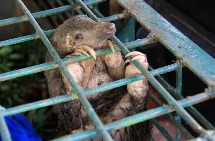 Banning wildlife in traditional medicines is the only way to save the pangolin, says World Animal Protection. Photos supplied.