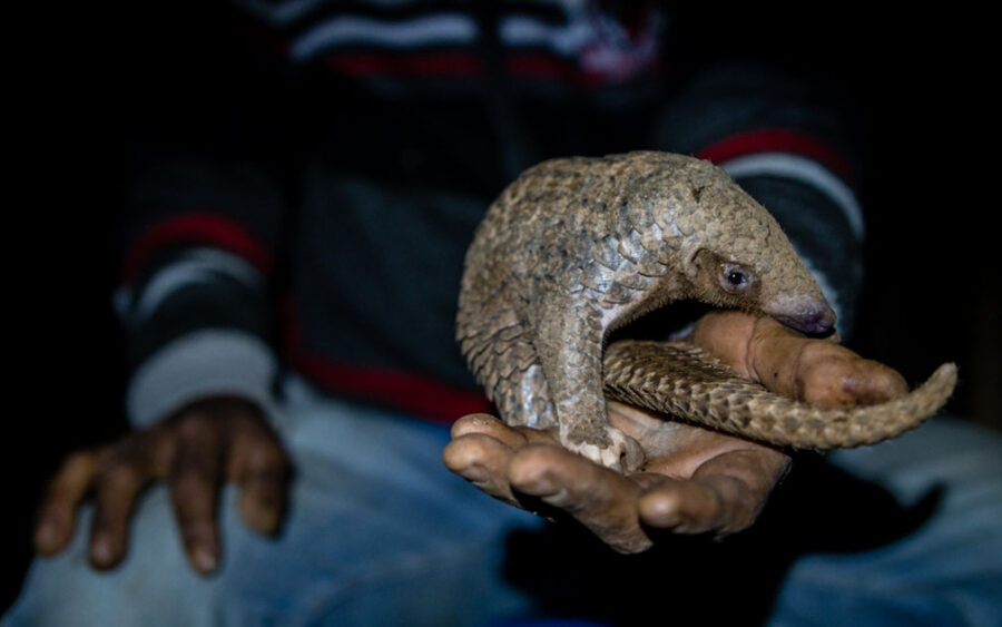 pangolin in hand