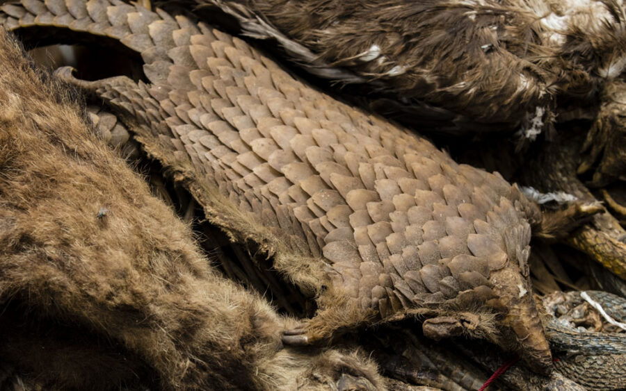 Pangolin poaching