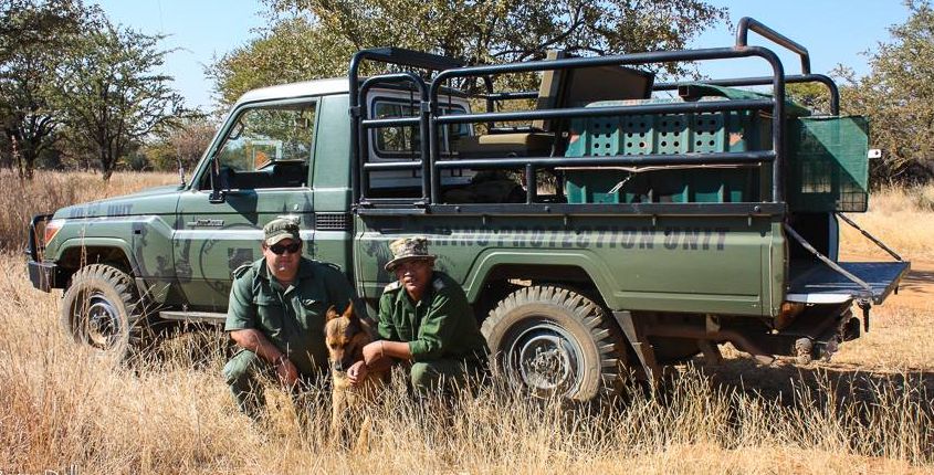pilanesberg ranger lion attack