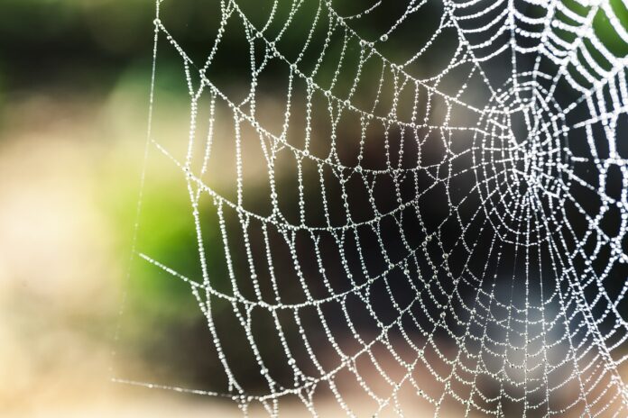 rain spider Swellendam SPCA rain spider Swellendam SPCA