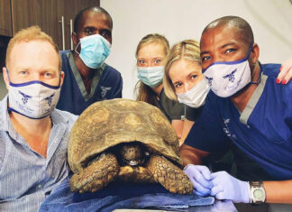 vet 3d-printer-tortoise-jaw