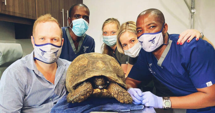 3d-printer-tortoise-jaw vet 3d-printer-tortoise-jaw
