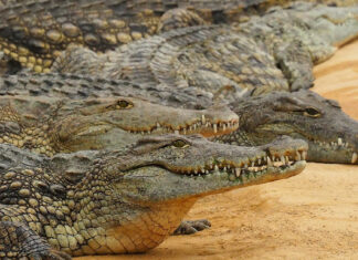 Crocodiles-escape-South-Africa Breede River