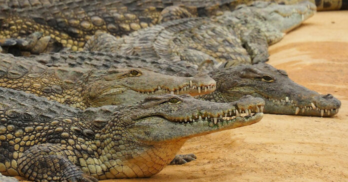 Crocodiles-escape-South-Africa Crocodiles-escape-South-Africa Breede River