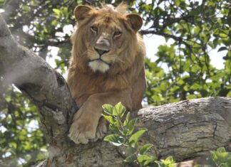 Lions Dead Poisoning Uganda