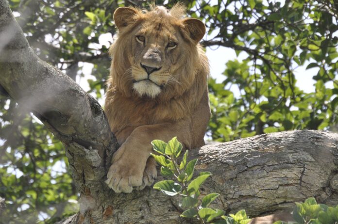 Lion Uganda pix Lions Dead Poisoning Uganda