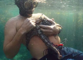 Oscar-Nominated 'My Octopus Teacher'