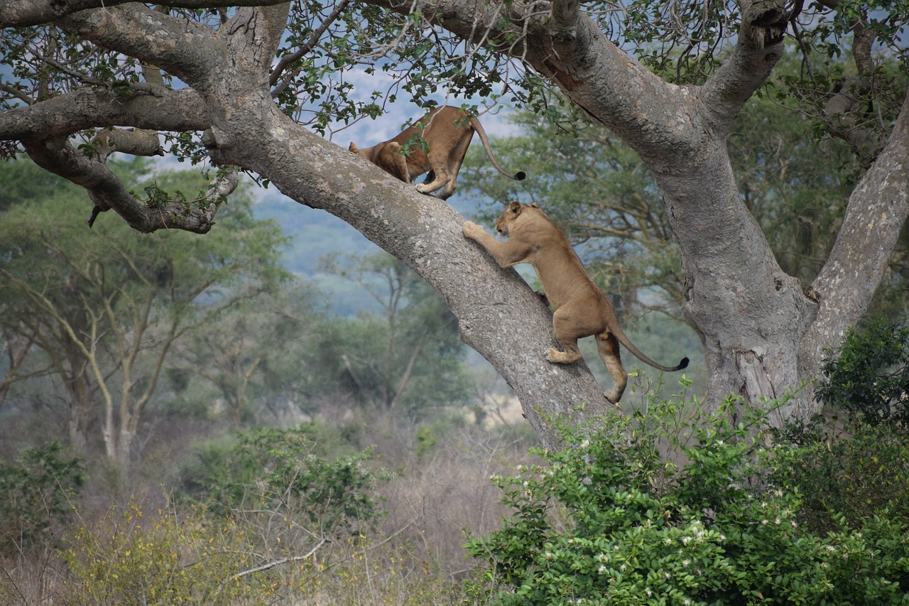 Uganda tree climbing lions poaching poisoned killed
