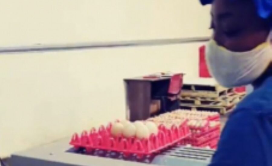 bela-bela-egg-farm