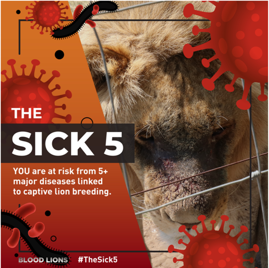 The Sick 5 captive lion breeding south afric