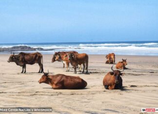 cows on beach Wild Coast South Africa