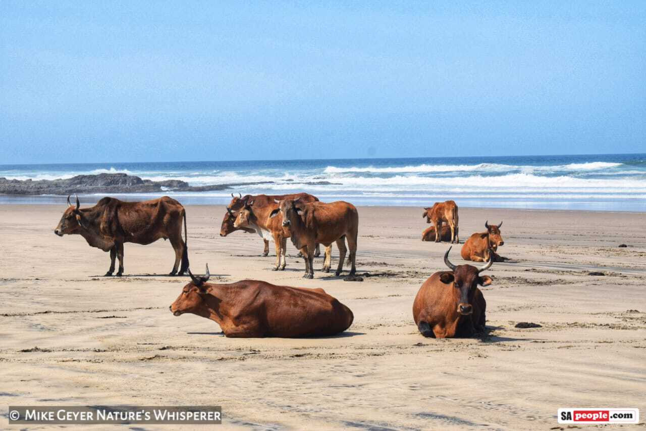 WATCH Mesmerising Video of Beach-Loving Cows on the Wild Coast, South