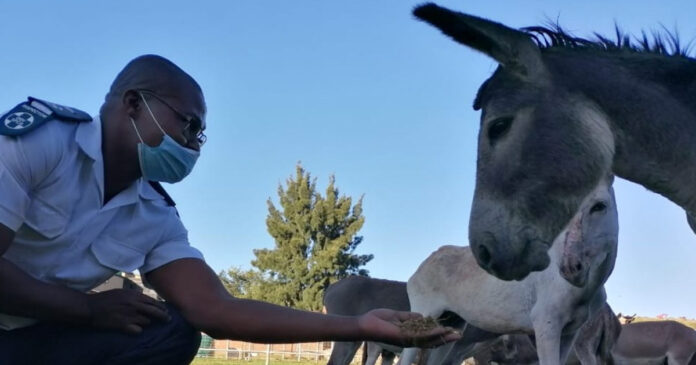 Donkey skin trade South Africa