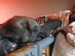 WATCH Heartbreaking Farewell to Baby Elephant Orphan Fenya