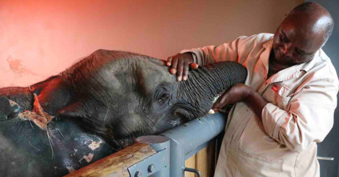 elephant-orphan-fenya-died WATCH Heartbreaking Farewell to Baby Elephant Orphan Fenya