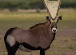 Gemsbok with spiderweb in Botswana. Photos: Jess Isden