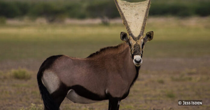 gemsbok-spider-webs-th Botswana Gemsbok with spiderweb in Botswana. Photos: Jess Isden