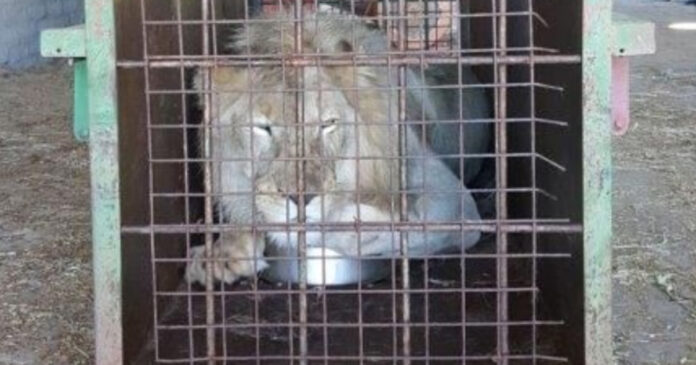 lion-bone-suspect-arrested