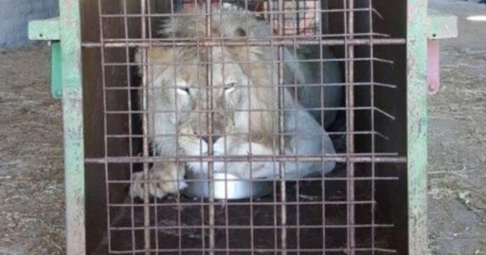lion-bone-suspect-arrested lion-bone-suspect-arrested