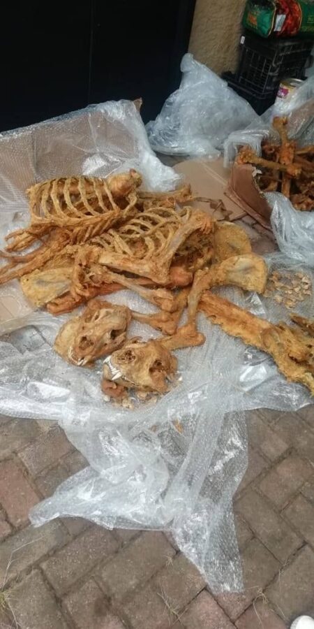 lion bones South Africa