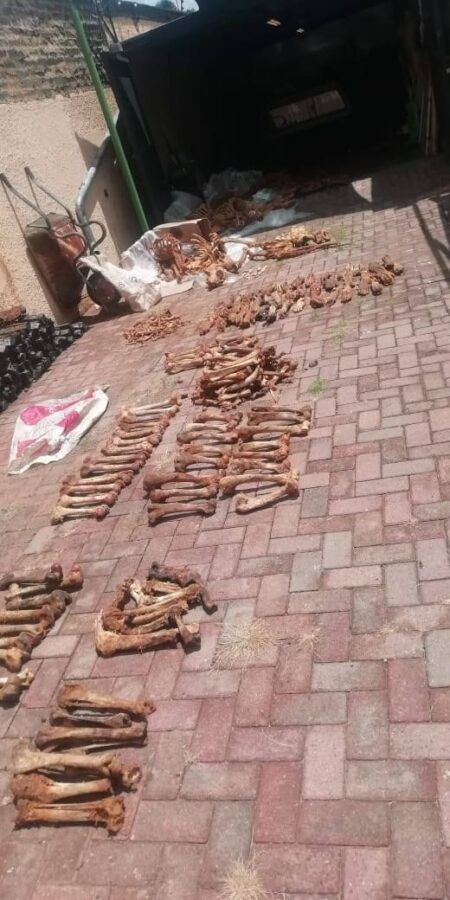 lion bones